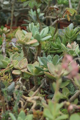 Obraz premium Thick leaf succulents show a different kind of beauty