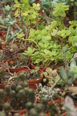Thick leaf succulents show a different kind of beauty