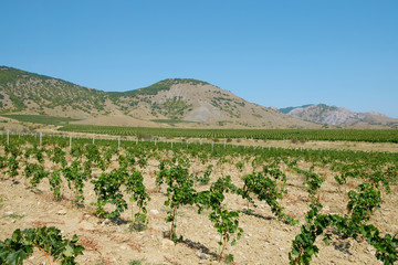 Fototapeta na wymiar Grape plantation in a mountain valley