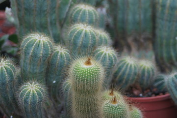 Prickly cactus, see the beautiful defense