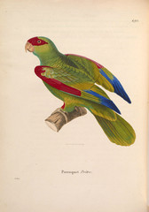 Parrot