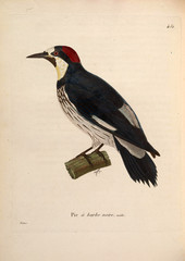 Illustration of bird. 