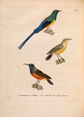 Illustration of birds.