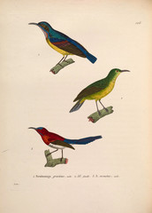 Illustration of birds.