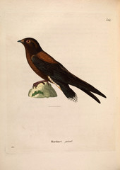 Illustration of swallows