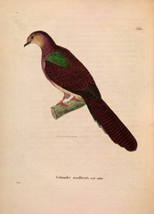 llustration of exotic pigeons.