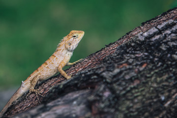 Lizard on the tree