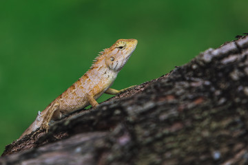 Lizard on the tree