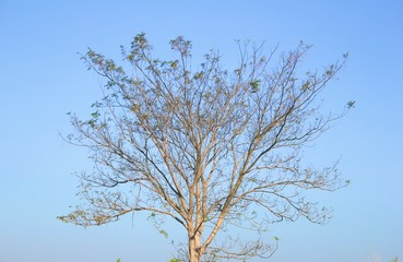 Leaves are only a few leaves waiting for new leaves to occur during the season.