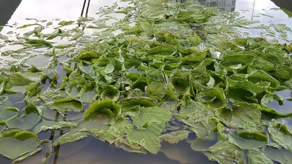 beautiful natural view