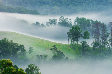 Morning fog in dense tropical rainforest, (Doi-Laung), Chiang-Dao, Chiang Mai,Thailand.