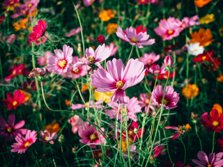 beautiful cosmos flower blooming in the field