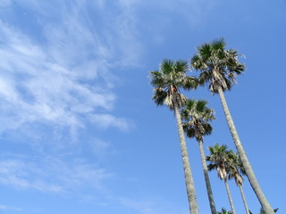 palm trees under the blue sky