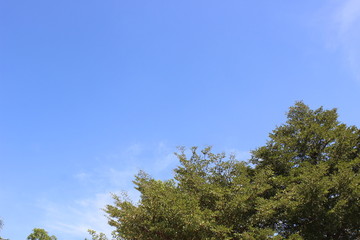 a tree on sky background