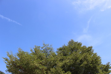 a tree on sky background