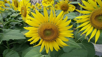 Beautiful sunflower with nature background