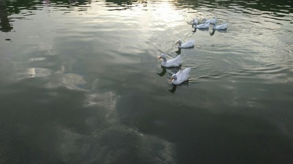 duck