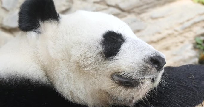 Panda sleeping close up
