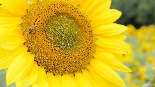 Honeybee working on a sunflower close up