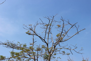Obraz premium a tree on sky background