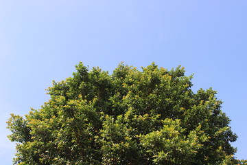 a tree on sky background