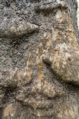  Bark and trunk of a London plane tree,