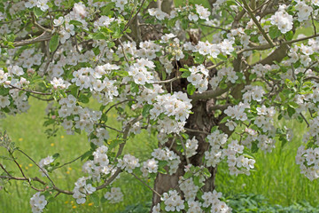 Blühender Apfelbaum, Frühling