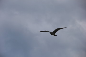 飛翔中のウミネコ(宮城県)
