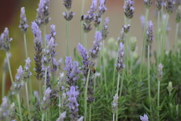 blooming lavender garden