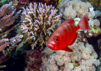 Lonely red Crescent-tail Bigeye 