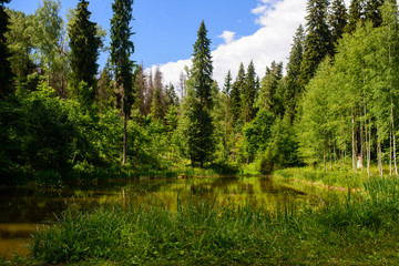 Fototapeta na wymiar trees around a small lake 