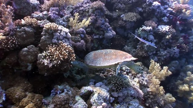 Giant reptile Hawksbill sea turtle Eretmochelys imbricata in Red sea. Relax underwater video about marine Cheloniidae.