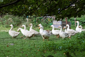 Obraz premium Gänseparade