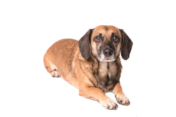 Portrait photo of an adorable mongrel dog isolated on white