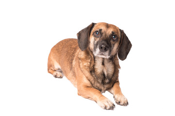 Obraz premium Portrait photo of an adorable mongrel dog isolated on white