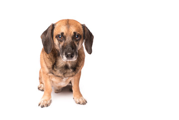 Obraz premium Portrait photo of an adorable mongrel dog isolated on white