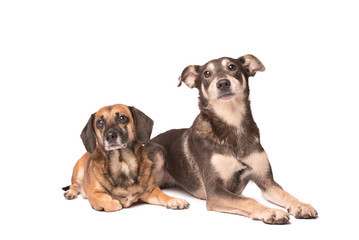 Portrait photo of an adorable mongrel dog isolated on white