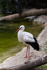 White stork