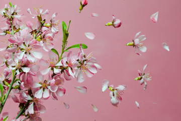 Spring blossom explosion