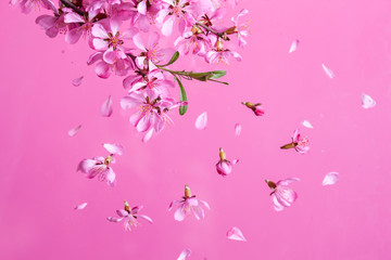 Naklejka na ściany i meble Spring blossom explosion