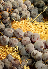 Rustic background with bunch of black grapes lying on straw