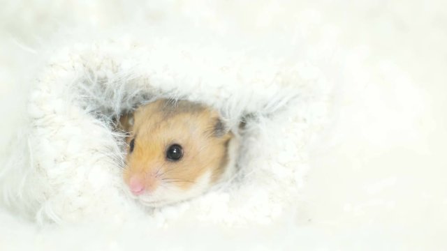 Syrian hamster in white fluffy veil
