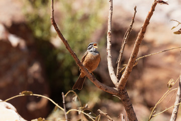 Cinnamon-breasted Bunting (Emberiza tahapisi)