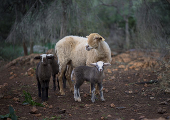 Flock of Sheep with Lambs in a Mediterranean Olive Grove at Dawn