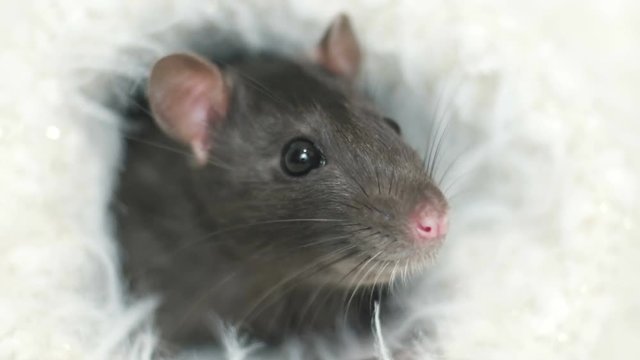 cute rat looks in a white fluffy veil