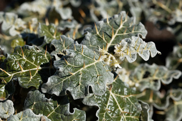 Leaves of purple African nightshade (Solanum marginatum)