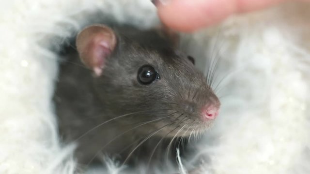 rat in a white fluffy veil and a woman's hand