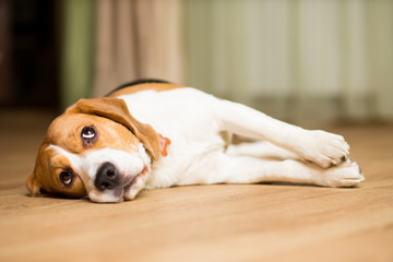 A beagle dog lies stretched out on the floor and looks up