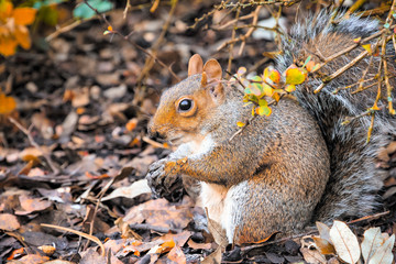 Squirrel in the Regent's Park of London