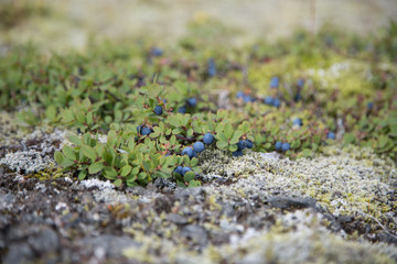 Blueberries on the Way